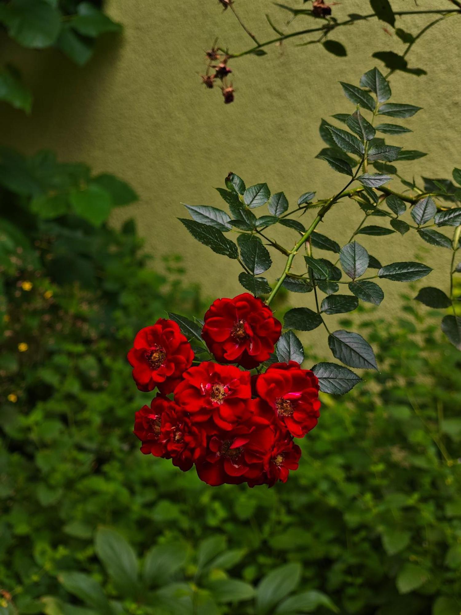 Vintage Room With Garden View บราติสลาวา ภายนอก รูปภาพ