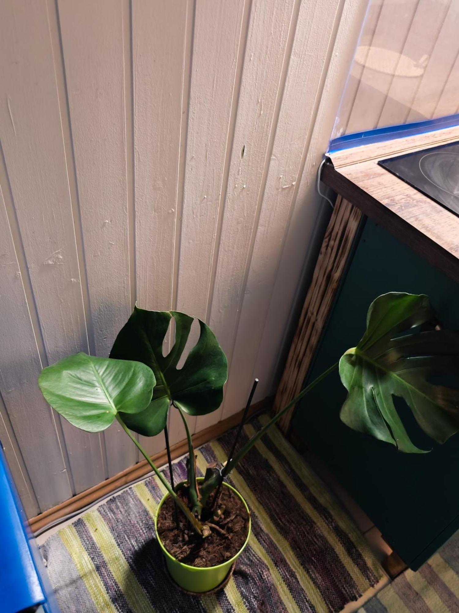 Vintage Room With Garden View บราติสลาวา ภายนอก รูปภาพ