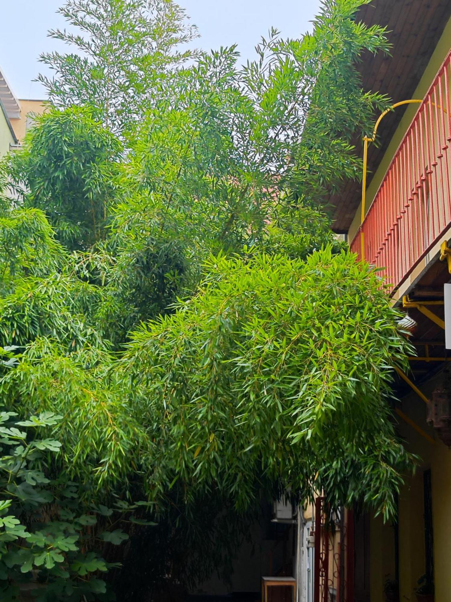Vintage Room With Garden View บราติสลาวา ภายนอก รูปภาพ